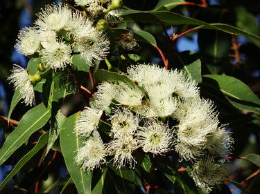 50 LEMON SCENTED EUCALYPTUS Citriodora Tree aka Lemon Bush & Spotted Gum - Colorful Bark White Flower Tree Seeds